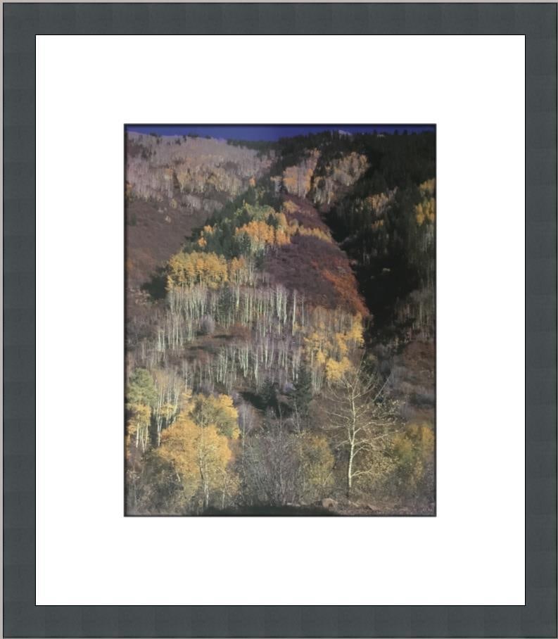 Ansel Adams Landscape Fall Aspen Colorado Custom Framed Lithograph Print: Ansel Adams Landscape Fall Aspen Colorado Custom Framed Lithograph Print This exquisite custom framed print features Ansel Adams' iconic artwork titled "Landscape Fall Aspen Colorado," capturing the b