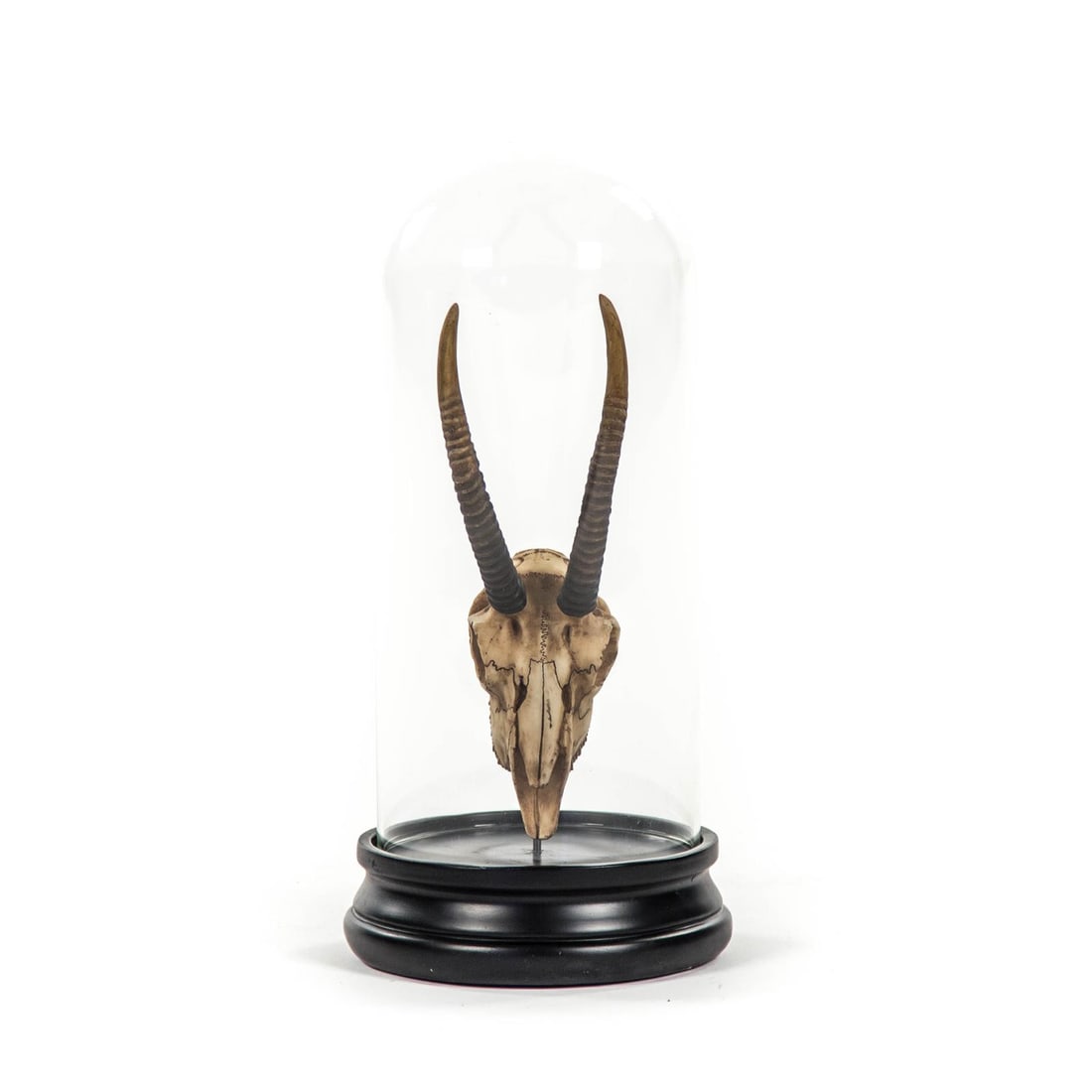Zentique Gazelle Skull Wall Decor with Bell Glass Accent: Zentique Gazelle Skull Wall Decor with Bell Glass Accent Enhance your interior space with this stunning gazelle skull wall accent, elegantly encased in bell glass. Crafted from a combination of glass