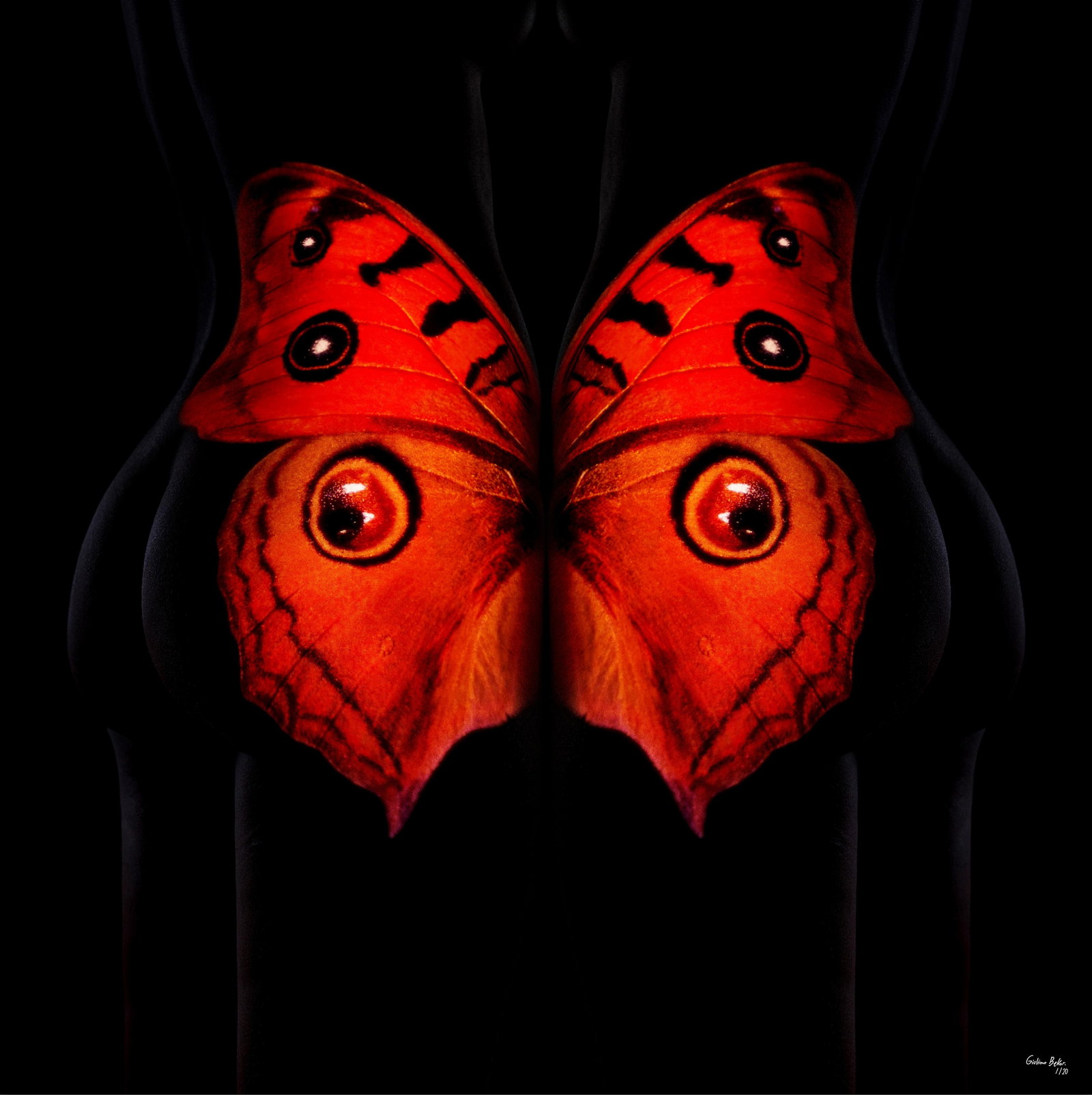 Butterfly 25 Photography 24 x 24 Edition 1 of 24 by Giuliano Bekor: Butterfly 25 Photography 24 x 24 Edition 1 of 24 by Giuliano Bekor Discover the captivating beauty of 'Butterfly 25,' a stunning piece of photography by internationally acclaimed artist Giuliano Bekor