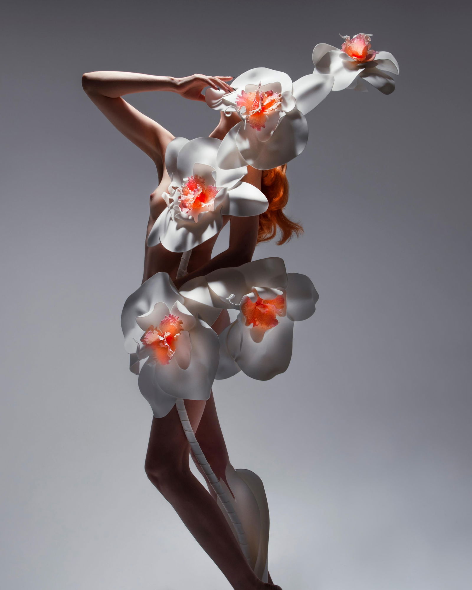 Kissed Orchids Nude Floral Photography 20 x 16 by Aaron McPolin Ed. 1 of 15: Kissed Orchids Nude Floral Photography 20 x 16 by Aaron McPolin Ed. 1 of 15 "Kissed Orchids" is a captivating nude floral photography piece by Aaron McPolin, measuring 20" x 16". This archival pigment