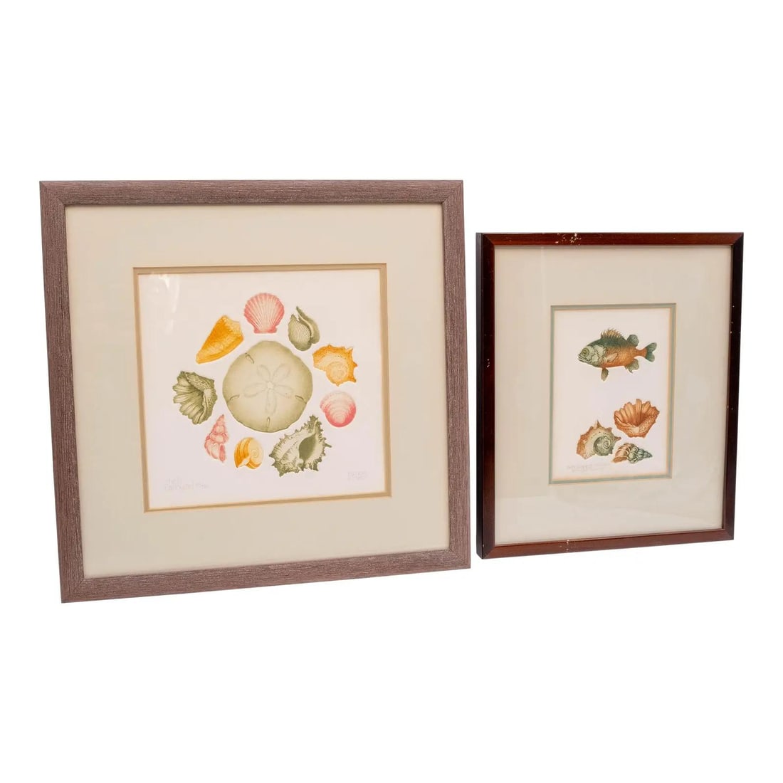 Framed Signed Nautical Shells Fish Art by Pamela Sinkler Limited Edition (1 of 10)