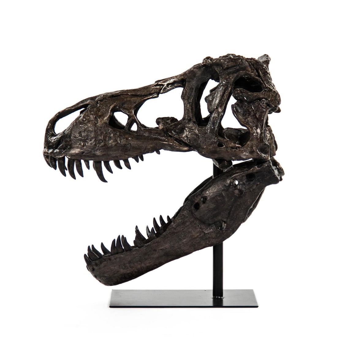 Zentique Eclectic T-Rex Skull Sculpture in Ebony Finish (1 of 3)