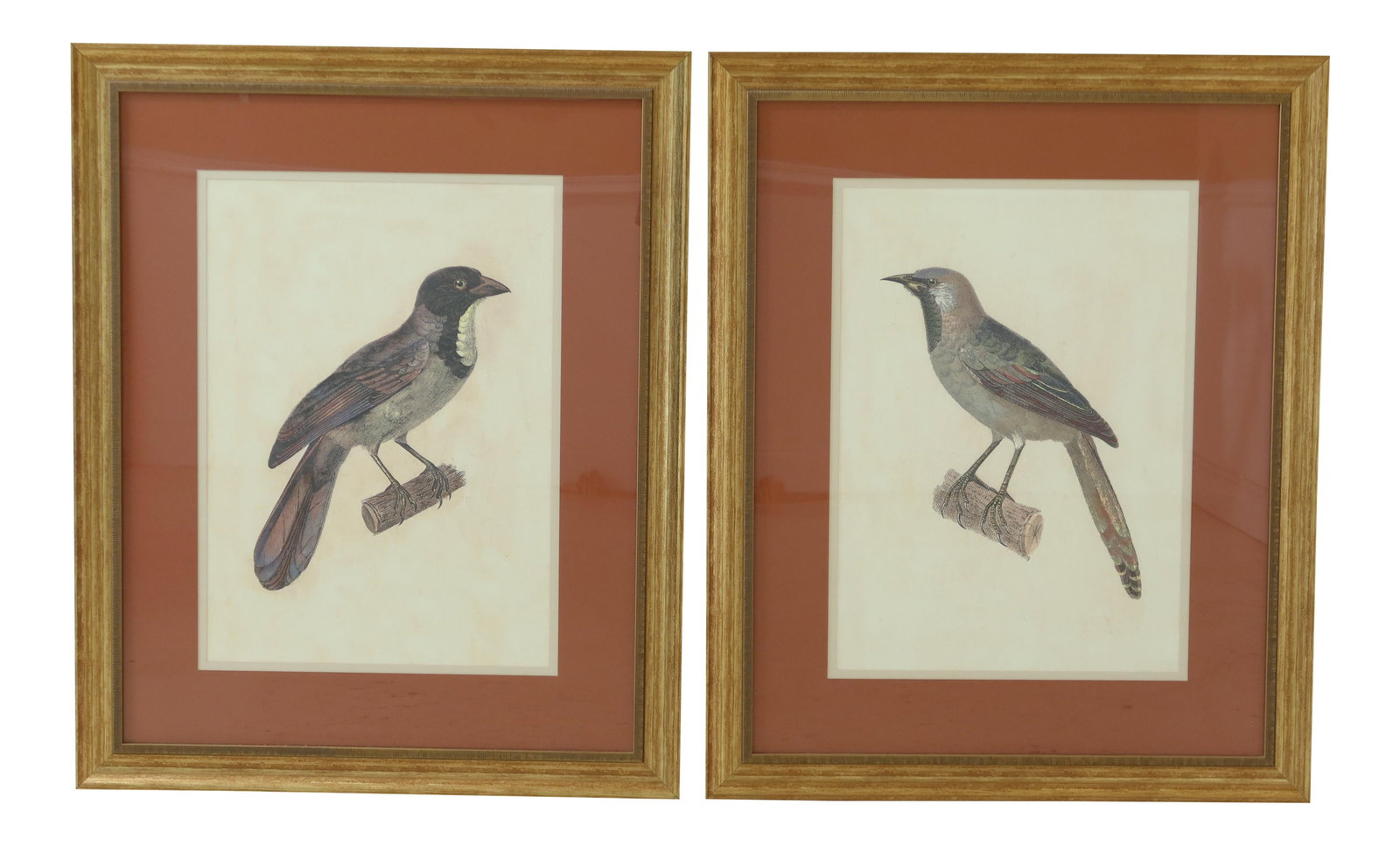 Elegant Pair of Large Framed Gold Bird Prints 35 x 43: Elegant Pair of Large Framed Gold Bird Prints 35 x 43 Enhance your decor with this stunning pair of large framed and matted colored bird prints, approximately 20 years old. These impressive prints fea