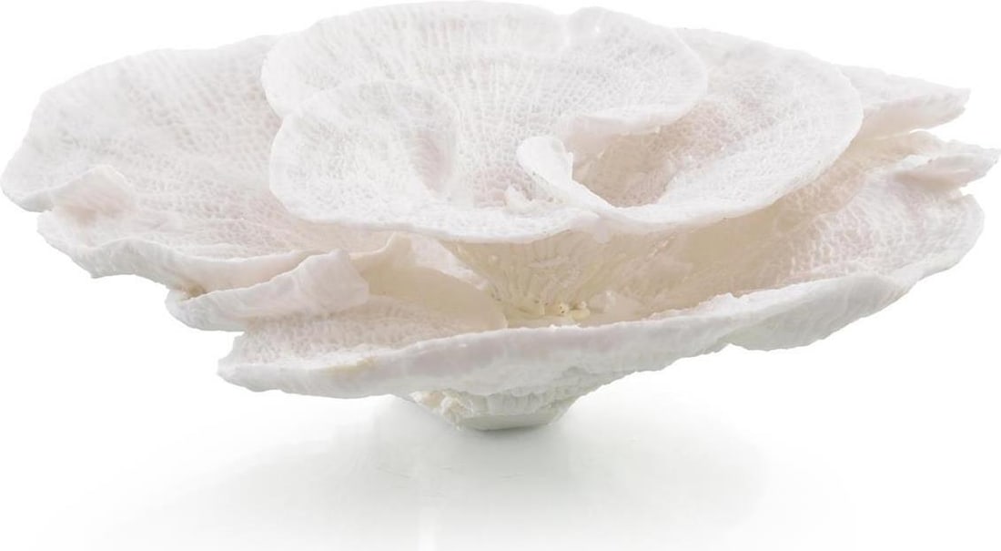 John-Richard Ivory Foliose Coral Sculpture 7.5H Coastal Decor (1 of 2)