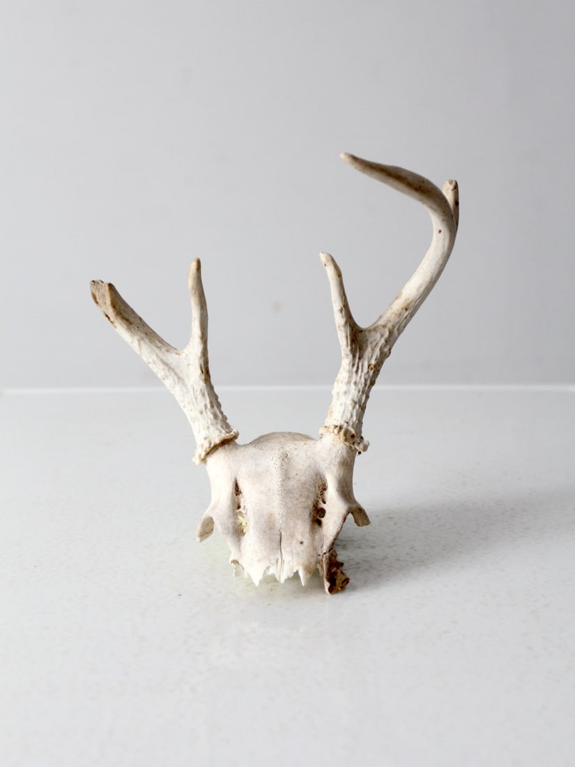 Vintage Small Animal Skull Cap with Antlers 10x9.5x7 in: Vintage Small Animal Skull Cap with Antlers 10x9.5x7 in This vintage small animal skull cap features two antlers with five points, two of which have been broken off, adding a unique character to the d