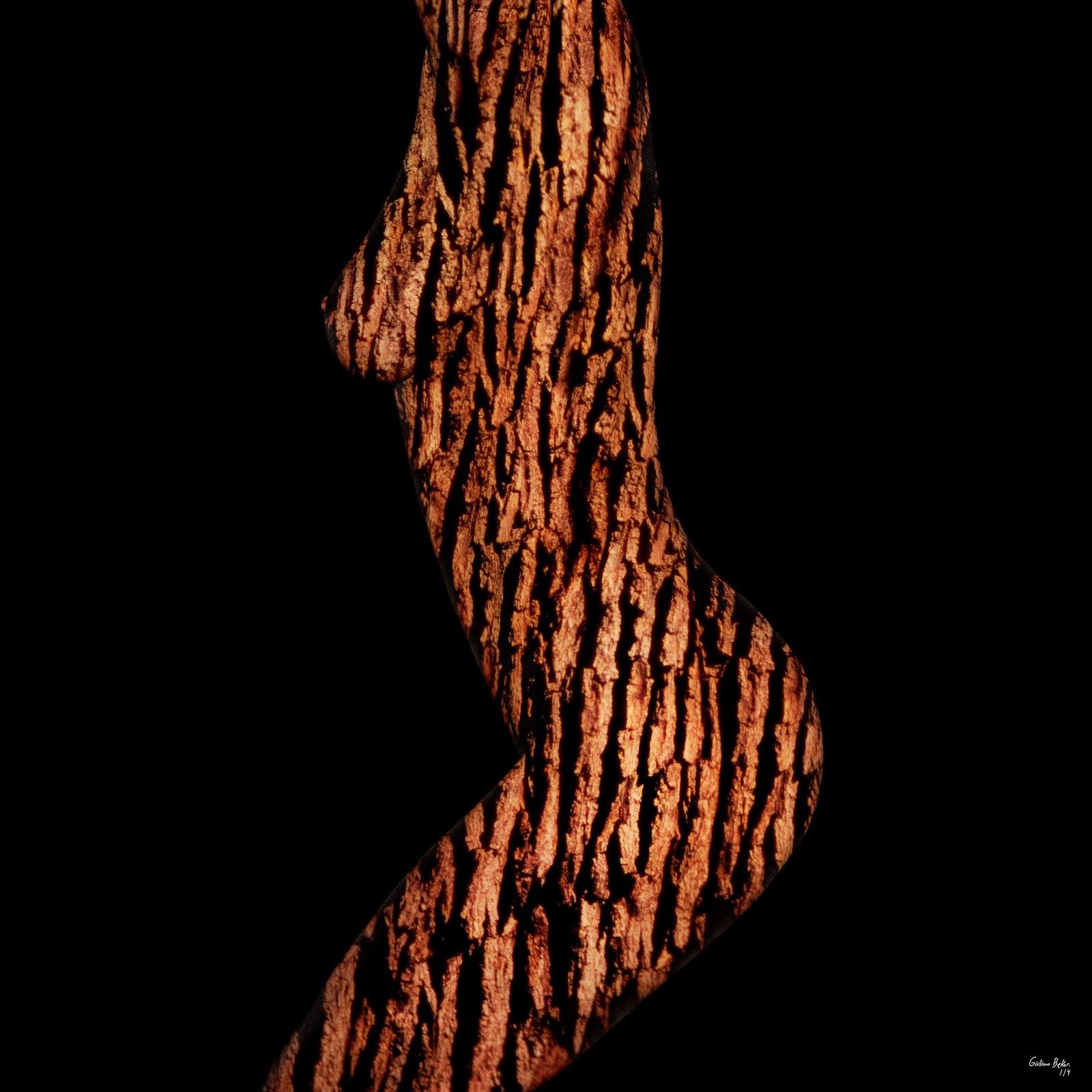 Giuliano Bekor Acacia ARW11-TR Abstract Photography Limited Edition 48x48: Giuliano Bekor Acacia ARW11-TR Abstract Photography Limited Edition 48x48 "Acacia ARW11-TR" is a striking abstract photography piece by renowned artist Giuliano Bekor, created in 2020. This limited ed