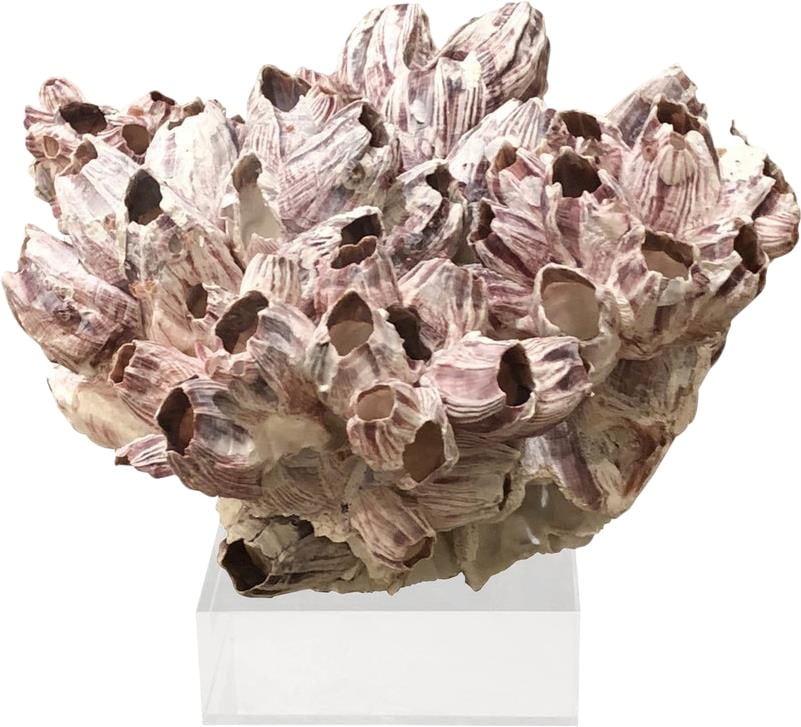 Handmade Barnacle Coral Sculpture with Acrylic Base 9x9x9 (1 of 1)