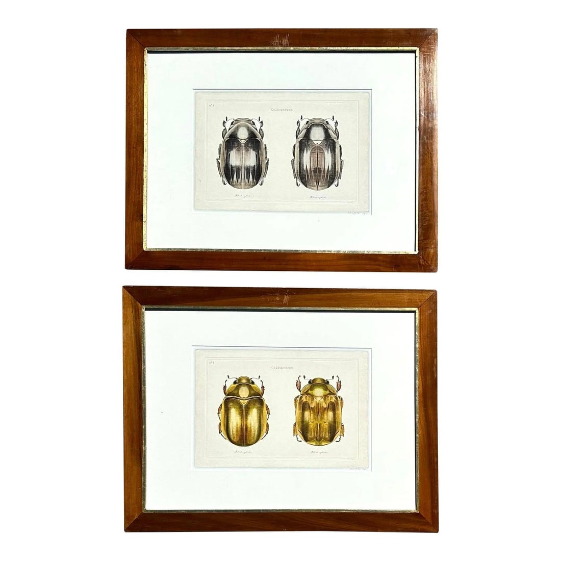 Collection of Illustrated Insect Bookplates Decorative Paper Labels (1 of 4)