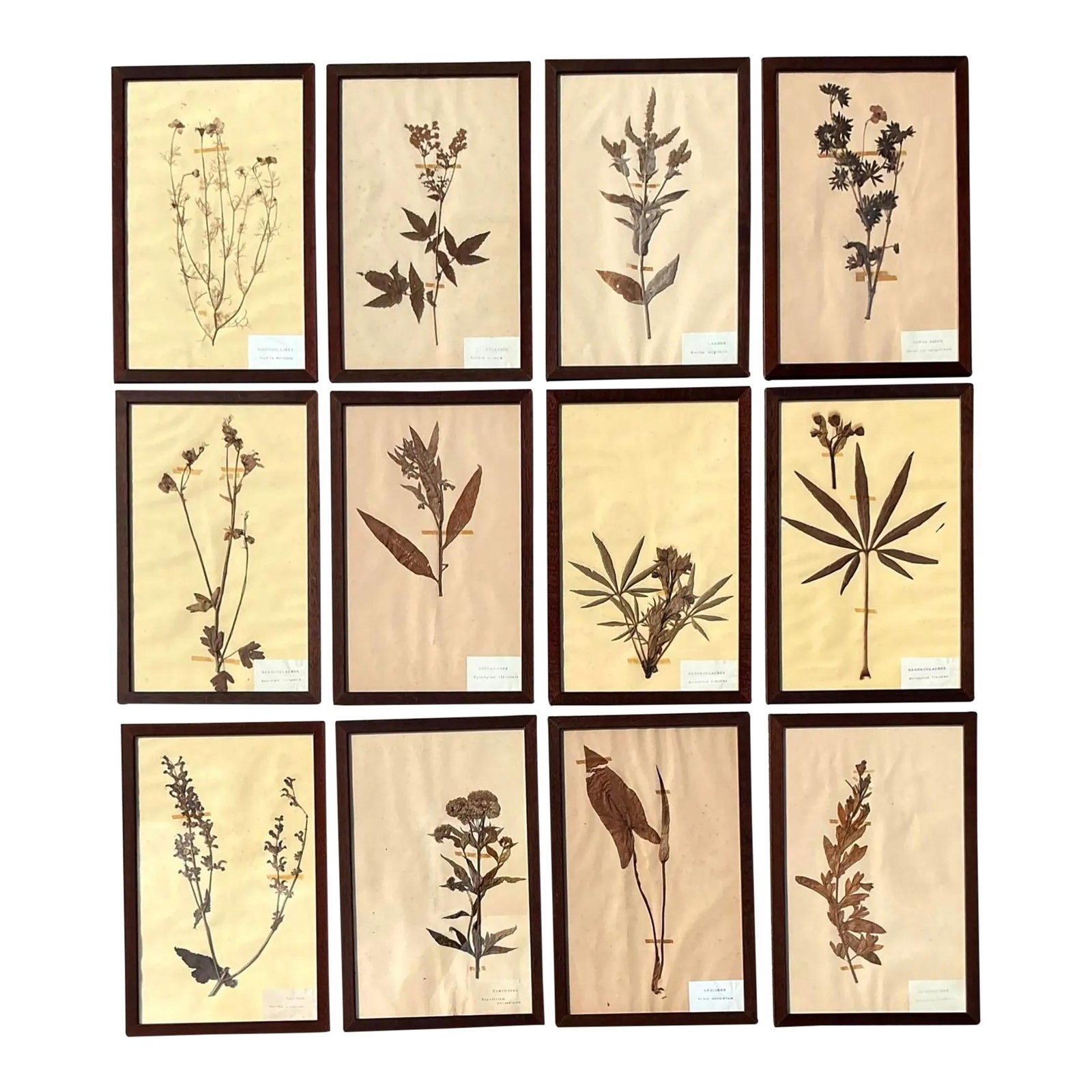 Set of 12 Vintage Botanical Herbarium Specimens Framed Decor (1 of 10)