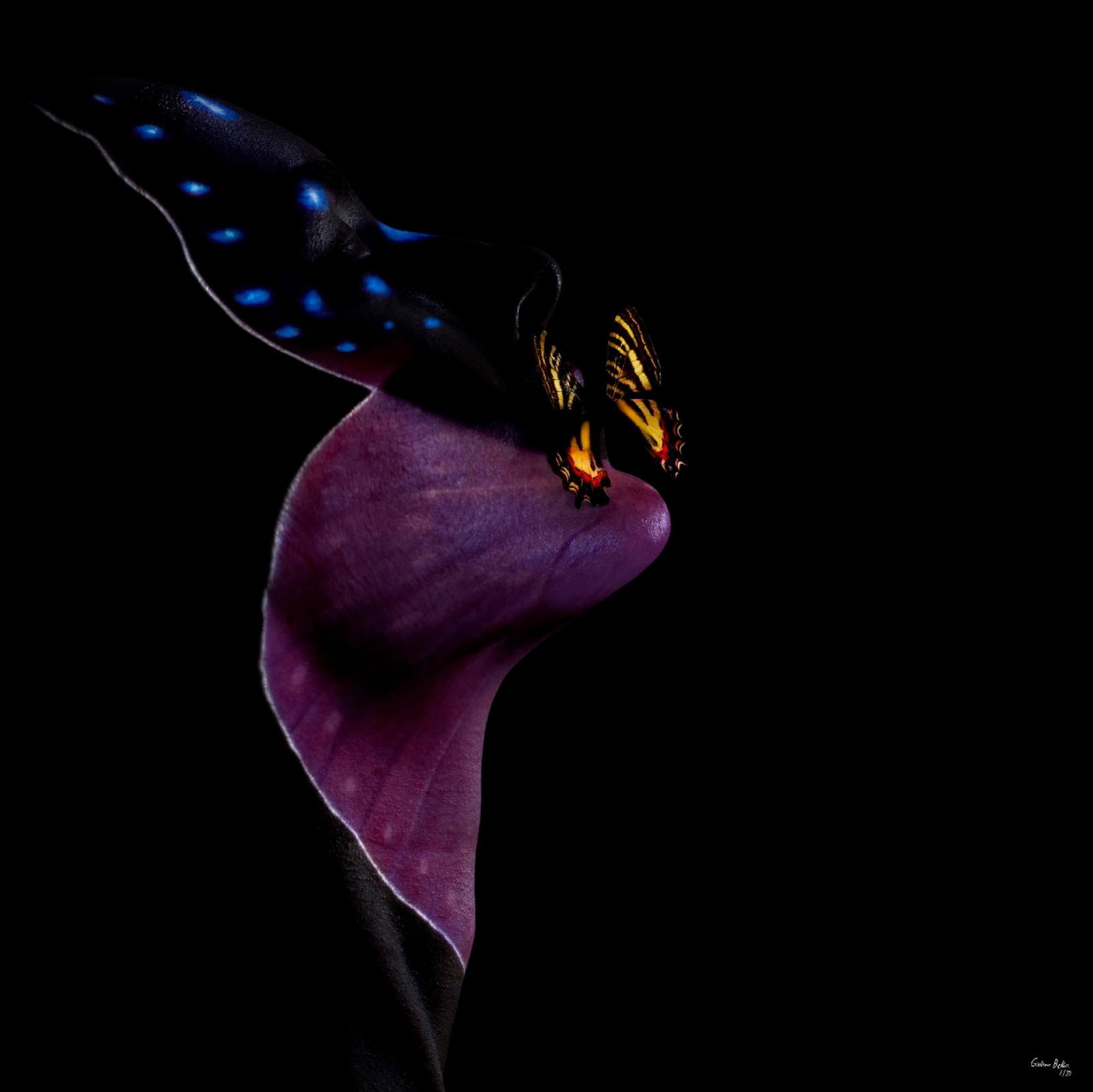 Giuliano Bekor Butterfly B1 Archival Pigment Print 24 x 24 Edition 1 of 24: Giuliano Bekor Butterfly B1 Archival Pigment Print 24 x 24 Edition 1 of 24 "Butterfly 1" is a 24 x 24 inch archival fine art photograph by Giuliano Bekor, created in 2018 as part of an edition of 24. 