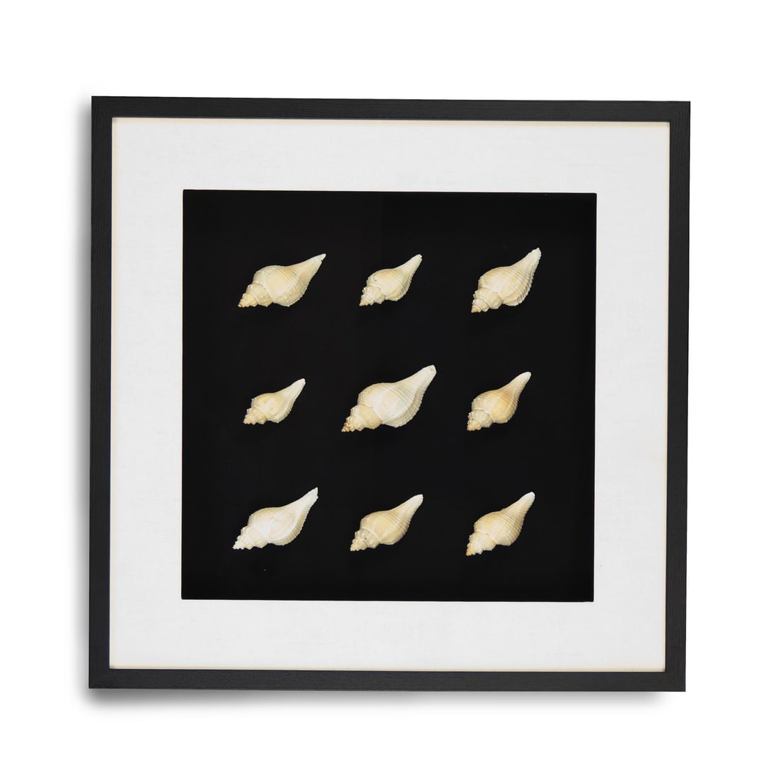 Zentique Abstract Shell Wall Art in Ebony Frame 25.50" (1 of 3)