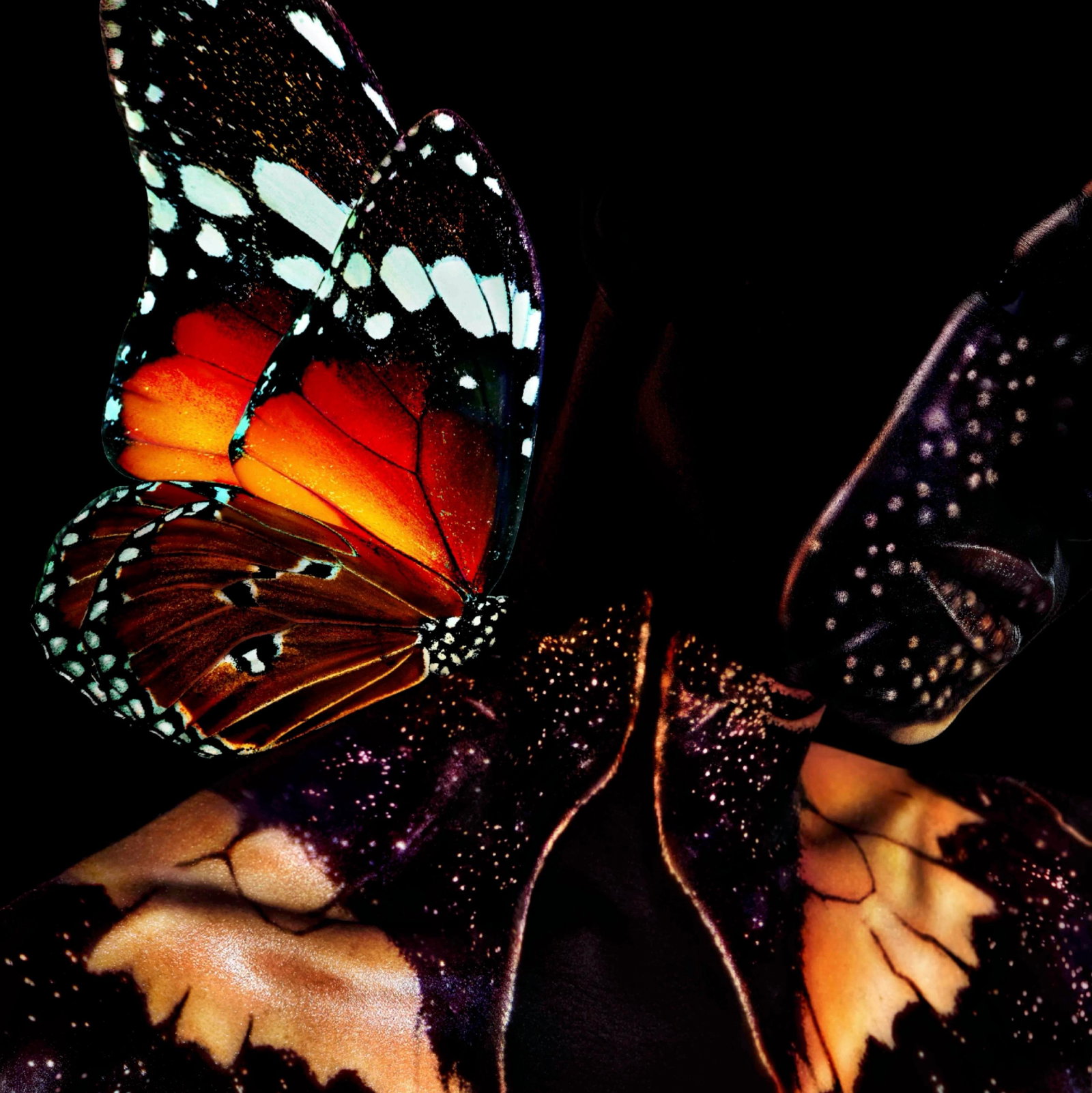 Giuliano Bekor Butterfly 22 Framed Pop Art Photography 50 x 50 Edition 2/8: Giuliano Bekor Butterfly 22 Framed Pop Art Photography 50 x 50 Edition 2/8 Experience the enchanting beauty of Giuliano Bekor's "Butterfly 22," a stunning framed photography piece from the Butterflies