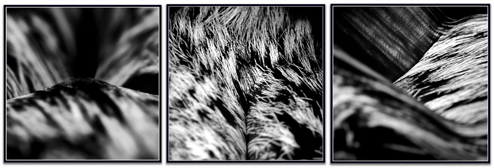 Giuliano Bekor WA8ABC Triptych archival pigment photograph 24 x 24 Edition 2 of 10: Giuliano Bekor WA8ABC Triptych archival pigment photograph 24 x 24 Edition 2 of 10 "WA8ABC Triptych" is a 2012 contemporary photography work by Giuliano Bekor from the Wild Above series. It is a limit