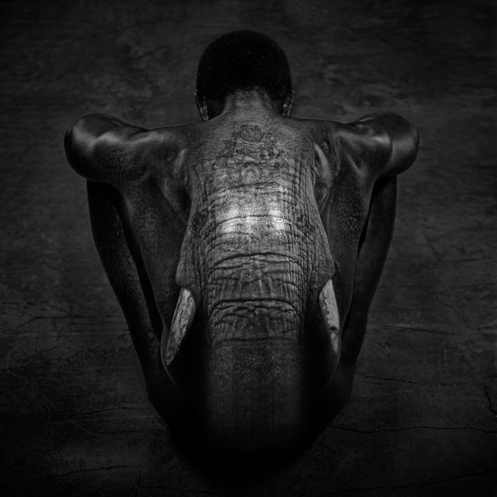 Giuliano Bekor E2 Black & White Photography 60" x 60" Ed. 1/10: Giuliano Bekor E2 Black & White Photography 60" x 60" Ed. 1/10 Experience the power and grace of the majestic elephant through "E2," a captivating black and white photograph by Giuliano Bekor. Created