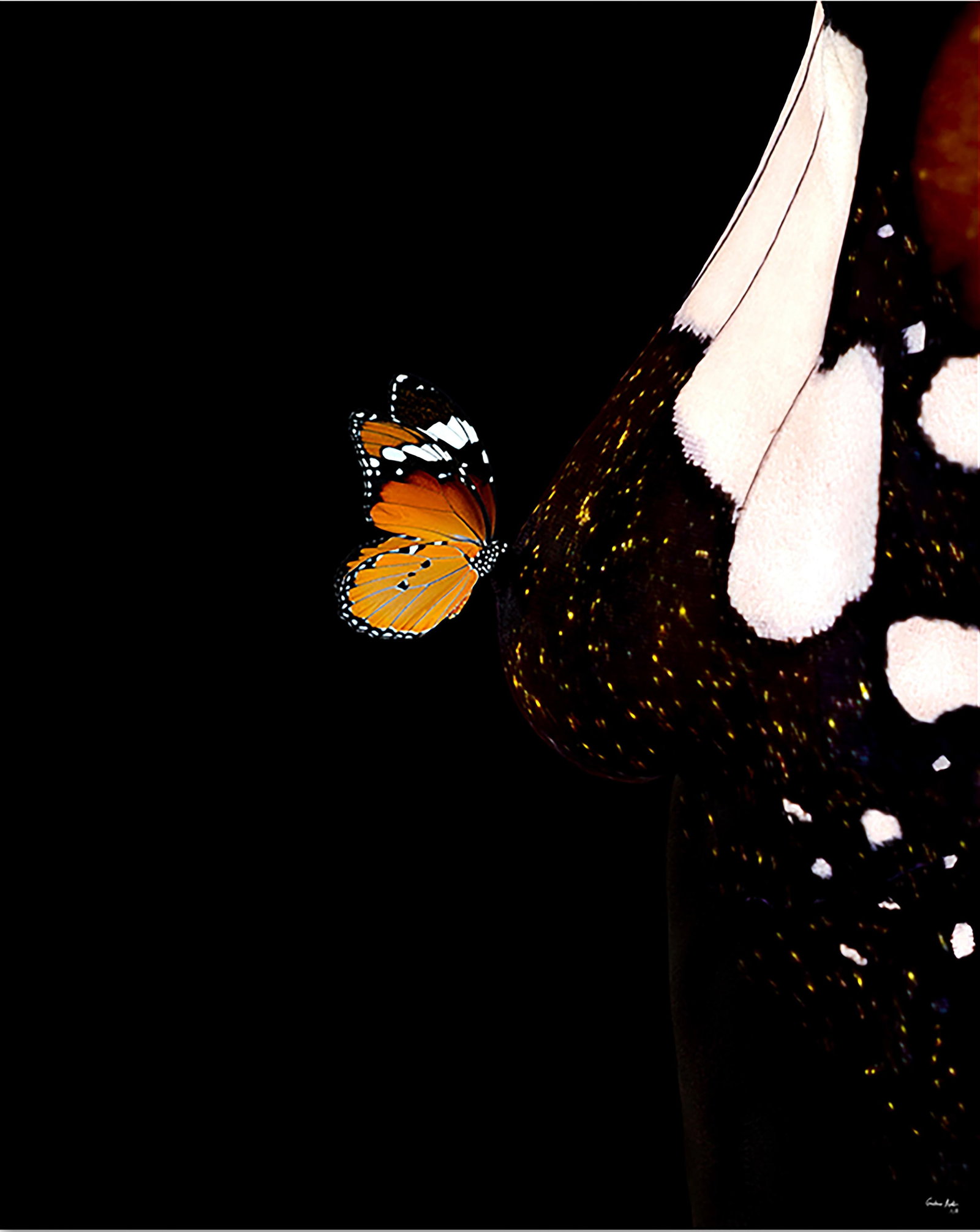 Butterfly 16 Framed Art by Giuliano Bekor Limited Edition 1/8: Butterfly 16 Framed Art by Giuliano Bekor Limited Edition 1/8 "Butterfly 16" is a stunning framed photography piece by internationally recognized artist Giuliano Bekor, created in 2018. This captivati