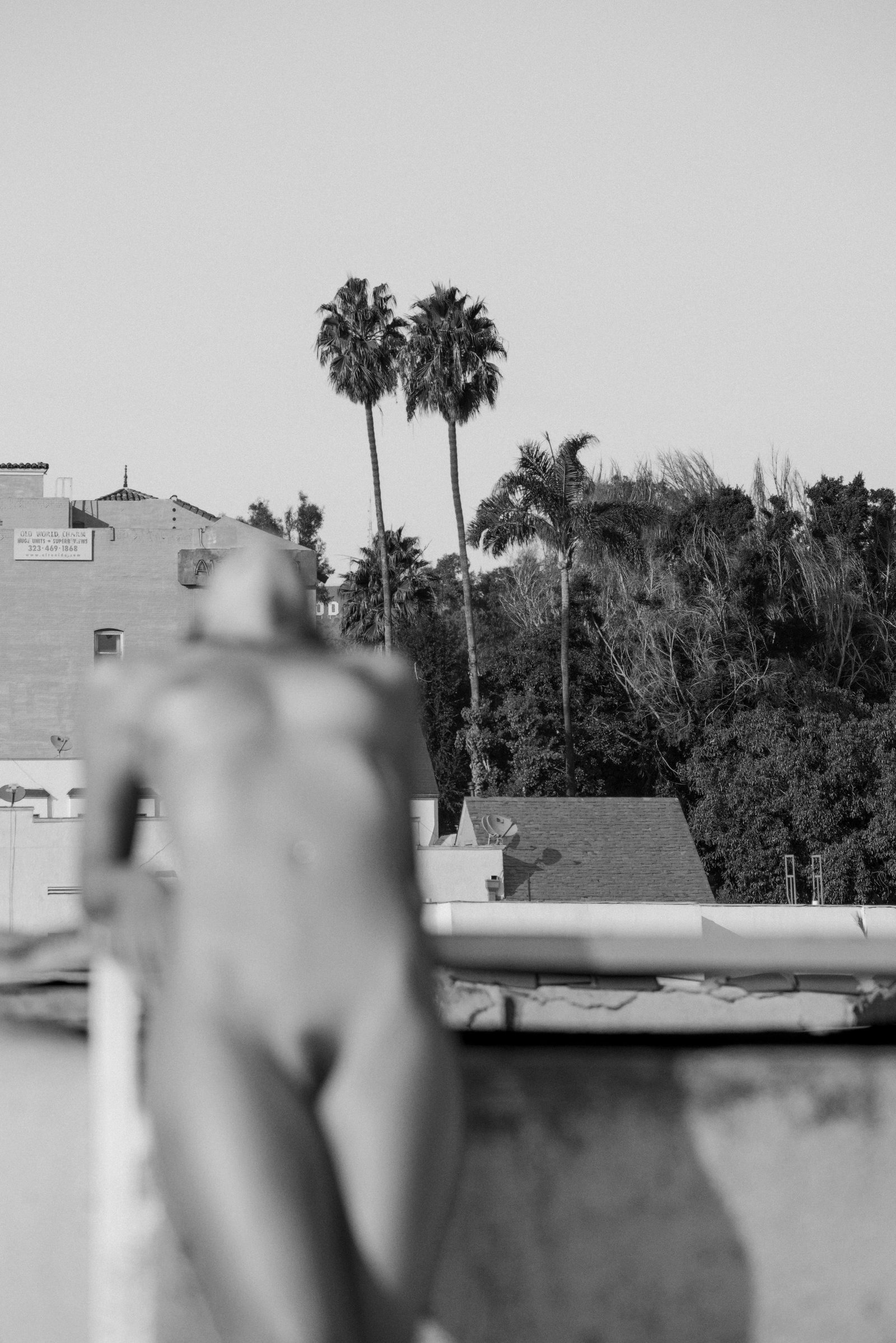 Larsen Sotelo Two Palms Black and White Photography Edition 2 of 15 36 x 24 Giclee Print: Larsen Sotelo Two Palms Black and White Photography Edition 2 of 15 36 x 24 Giclee Print Introducing "Two Palms," a stunning black and white photographic print by Larsen Sotelo. This piece, created in