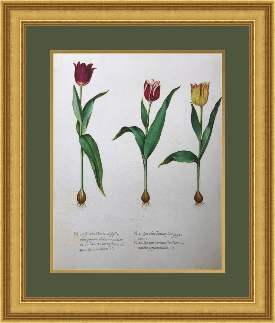 Framed Botanical Giclee Print Licensed Reprint 22 in x 26 in: Framed Botanical Giclee Print Licensed Reprint 22 in x 26 in A botanical giclee print presented as a licensed reprint and professionally custom framed piece. It features a matted and framed portrait-o