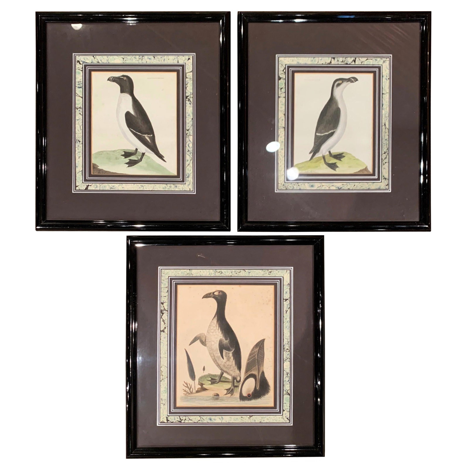 Set of 3 English Bird Watercolors in Black Frames (1 of 8)