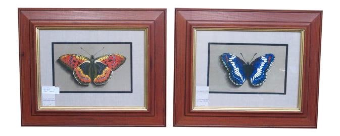 Discontinued Pair of Colorful Pastel Butterfly Paintings Framed (1 of 5)