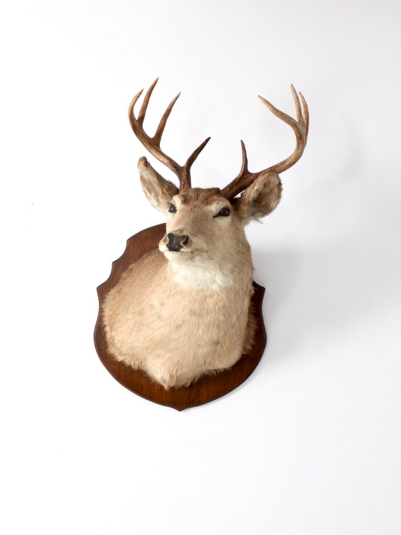 Antique Eight Point Stag Deer Head Taxidermy Wall Mount: Antique Eight Point Stag Deer Head Taxidermy Wall Mount This antique deer head mount features a striking eight-point stag, expertly preserved through taxidermy. The stag is elegantly displayed on a wo