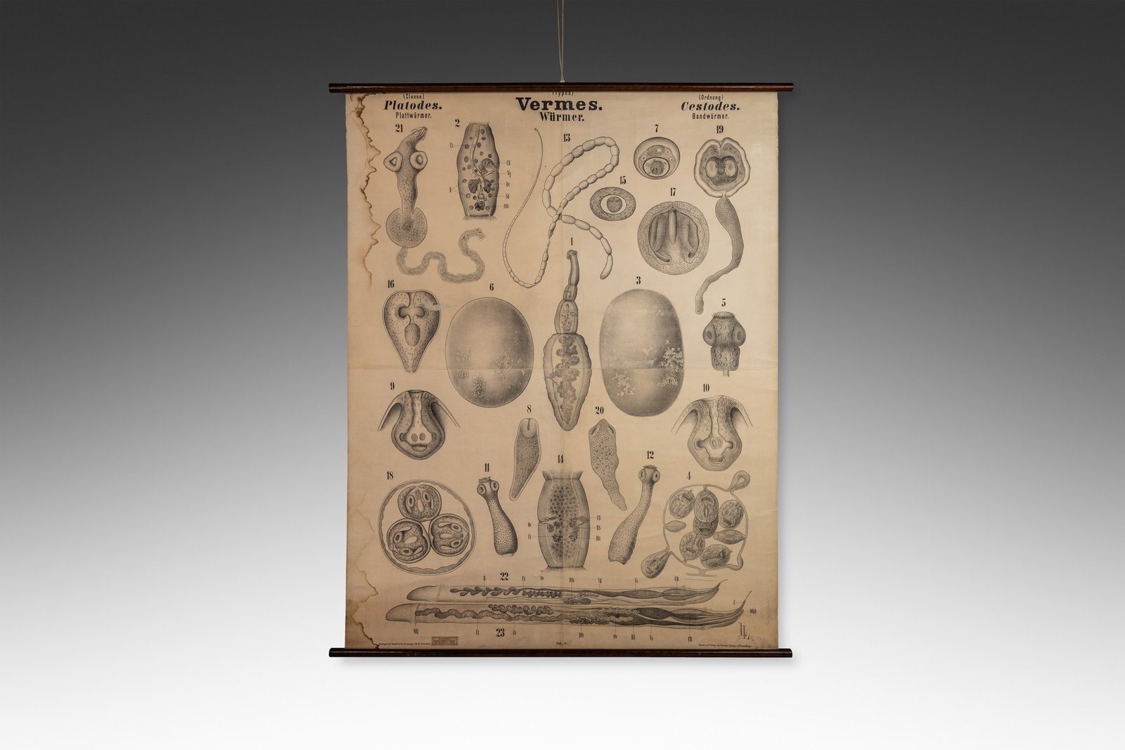 Antique Wurmer Worm Wall Chart by Rudolf Leuckart 1885 42.5 x 55 (1 of 10)
