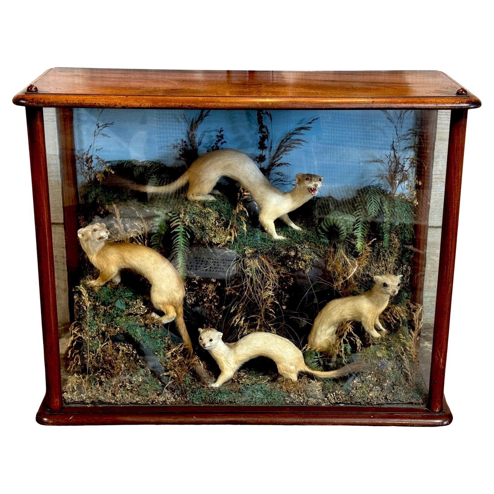 Victorian Natural History Display Case With Five Weasels England Circa 1880 (1 of 11)