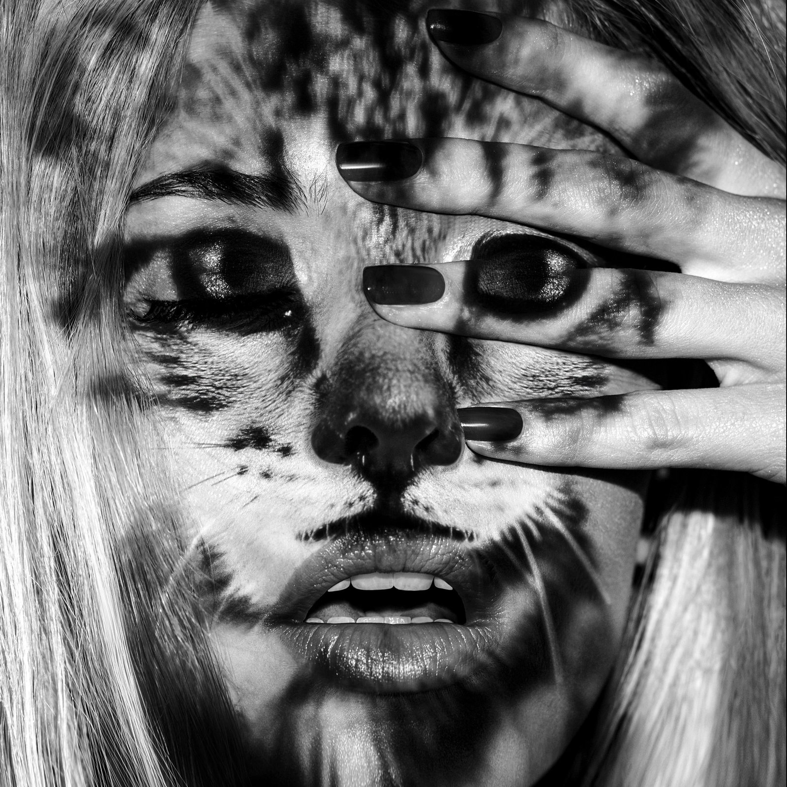 Giuliano Bekor Wild Cats WC03 archival pigment photograph 40" x 40" edition 1/10: Giuliano Bekor Wild Cats WC03 archival pigment photograph 40" x 40" edition 1/10 "Wild Cats WC03" is a contemporary archival pigment photograph by Giuliano Bekor, created in 2012. This edition 1/10 pr