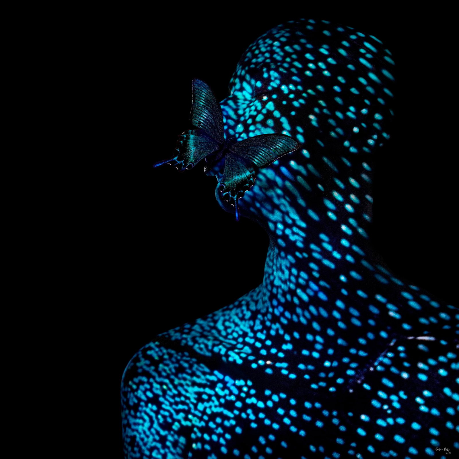 Butterfly 3 Photography 24x24 Edition 1 of 24 by Giuliano Bekor: Butterfly 3 Photography 24x24 Edition 1 of 24 by Giuliano Bekor Discover the captivating "Butterfly 3" photography by Giuliano Bekor, an exquisite piece from 2018 that measures 24" x 24". This stunnin