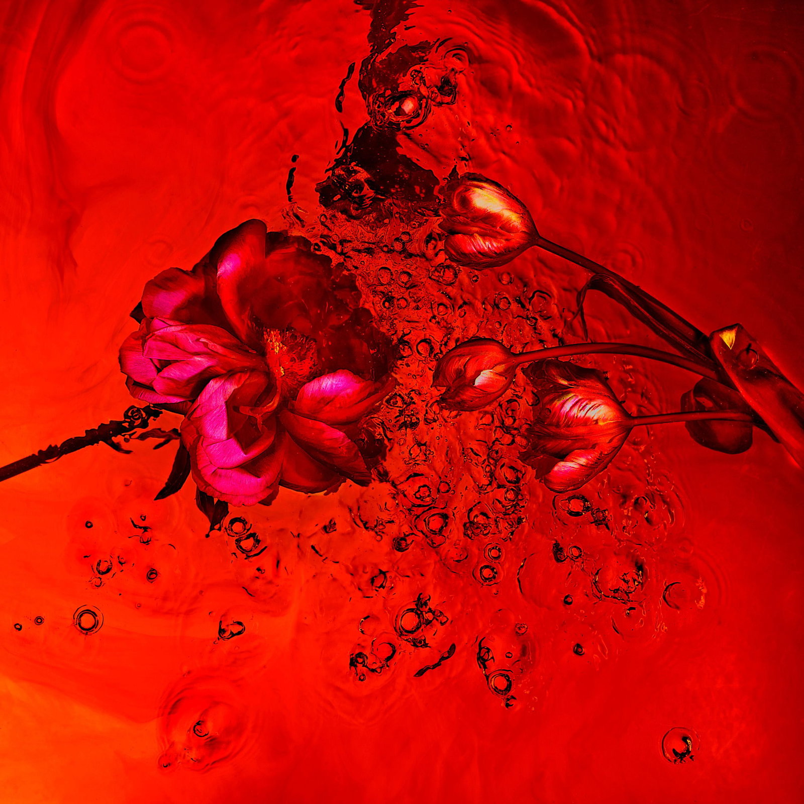 Giuliano Bekor Echoes 11 limited edition abstract photo 48 x 48: Giuliano Bekor Echoes 11 limited edition abstract photo 48 x 48 "Echoes 11" is a limited edition abstract photograph by Giuliano Bekor, created in 2011 as part of the Echoes series. This striking piec