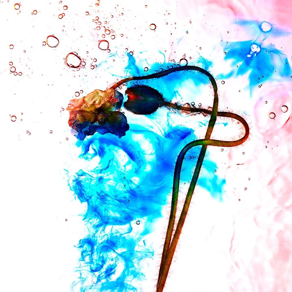 Giuliano Bekor Echoes No.07 Abstract Photography 40x40 Limited Edition of 20: Giuliano Bekor Echoes No.07 Abstract Photography 40x40 Limited Edition of 20 "Echoes No.07" is an exquisite piece of abstract photography by Giuliano Bekor, capturing the dynamic interplay of oil, wat