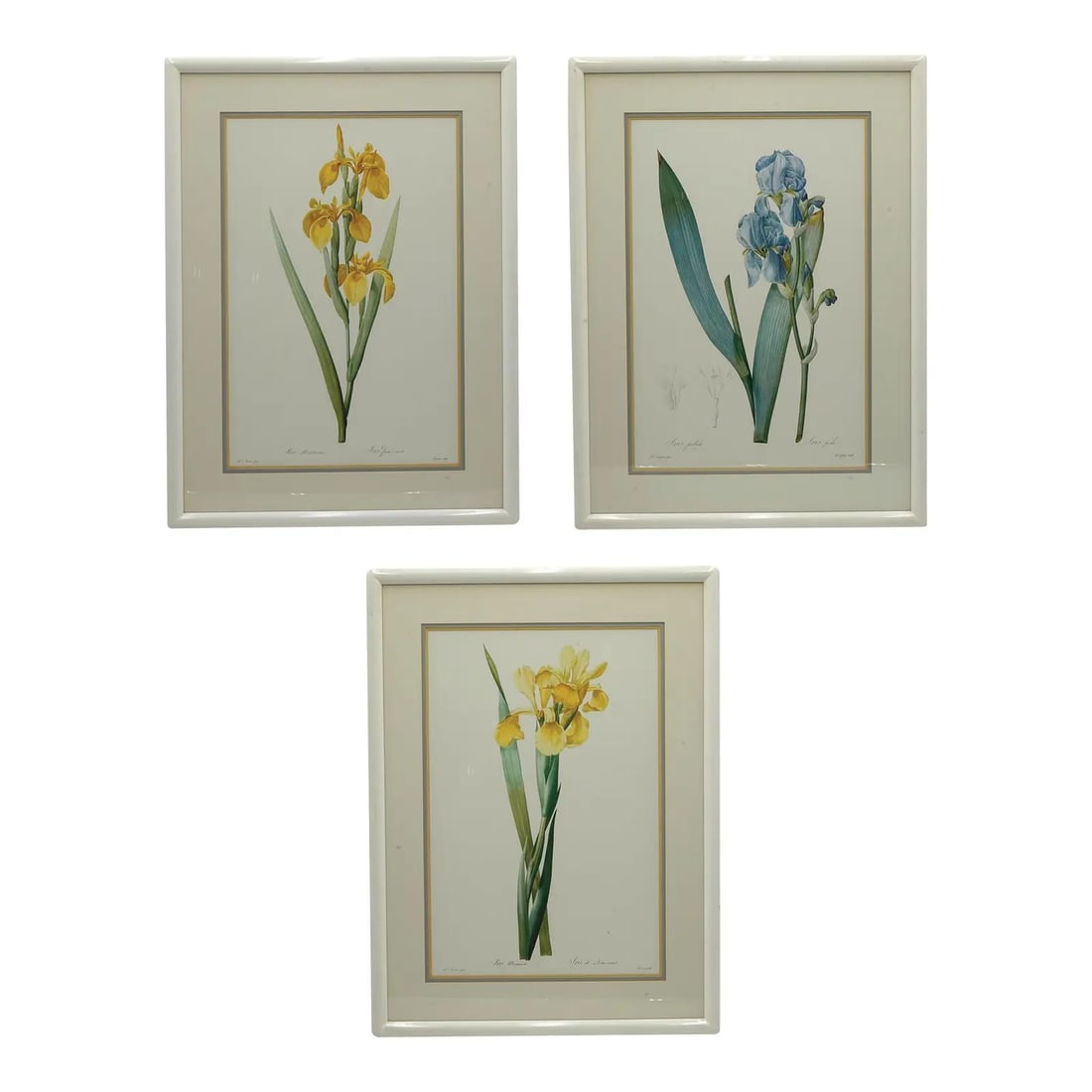 Framed Botanical Iris Engravings Trio 21w x.5d x 28h Set of 3 (1 of 10)