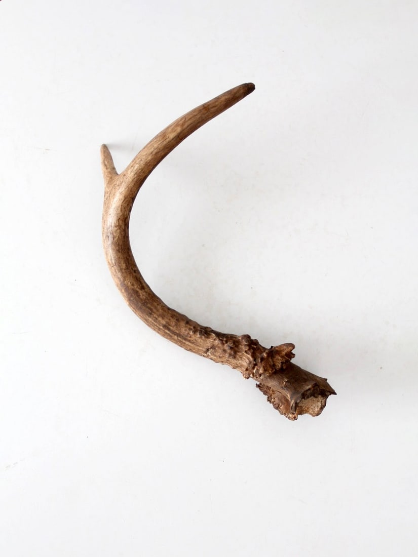 Weathered Deer Antler Rustic Natural Decor Accent: Weathered Deer Antler Rustic Natural Decor Accent Vintage natural deer antler with an organic sculptural form and weathered patina. This decorative accent adds natural texture to shelves, cabinets, de