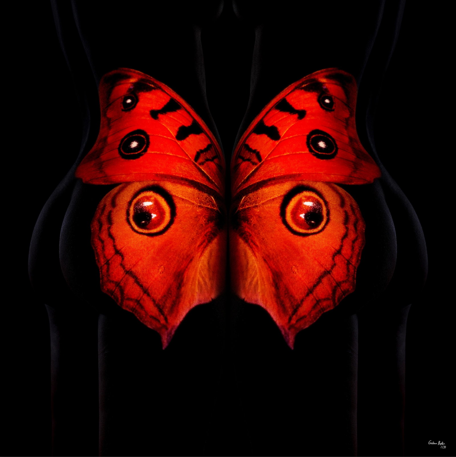 Giuliano Bekor Butterfly 25 archival pigment photograph 24 x 24 edition 1 24: Giuliano Bekor Butterfly 25 archival pigment photograph 24 x 24 edition 1 24 "Butterfly 25" is a 2018 photographic print by Giuliano Bekor from the BUTTERFLY series. Produced as an archival pigment wo