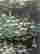 item-119019264=8