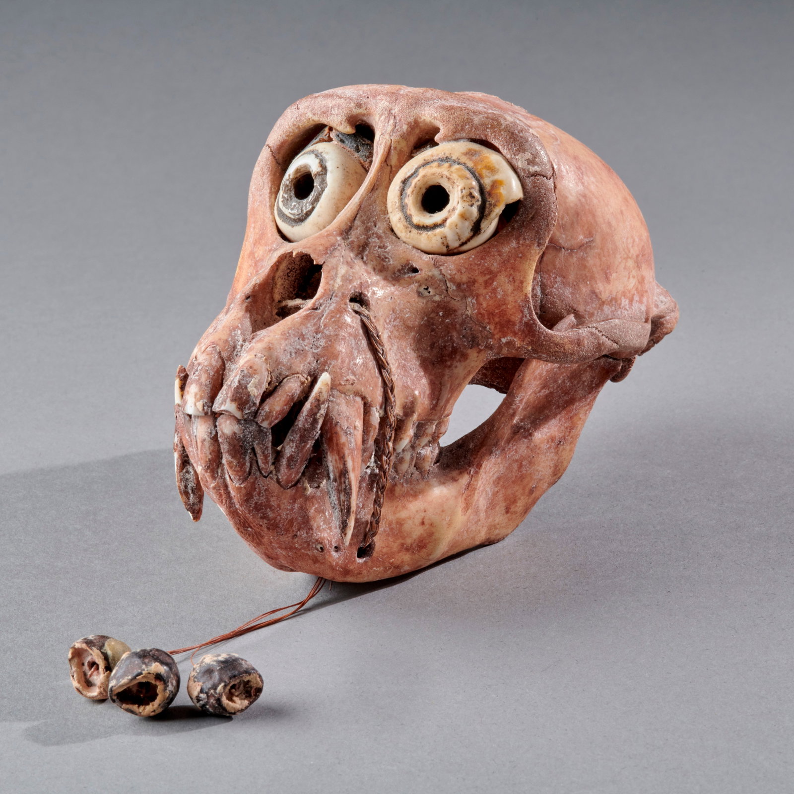 A monkey skull: Southeast Asia, possibly Indonesia, early 20th Century, the small skull with shell inlay eyes, the jaw closed with fiber, with three pigmented nuts below, the skull also pigmented. Lg. 4 3/4 in. Prove