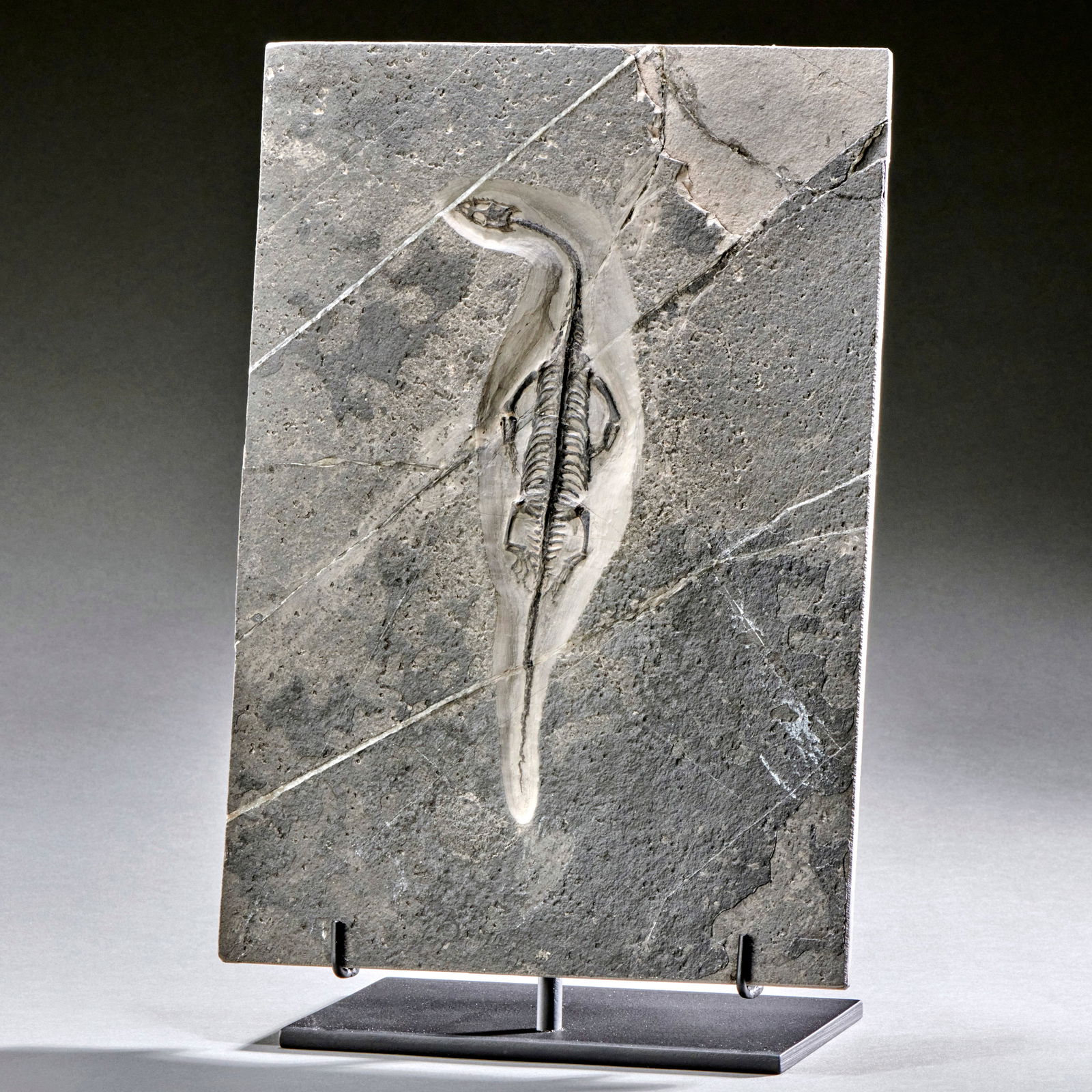 A Fossil Marine Reptile: Keichousaurus hui, Triassic period (251-201 mya), Guizhou, China, a beautiful example of the marine reptile Keichousaura with clearly defined bones and teeth. With custom steel stand. No restoration,