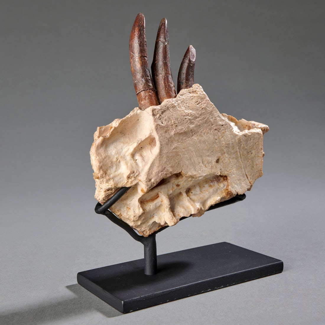 A Fossil Sauropod Dinosaur Jaw Section With Teeth (1 of 2)