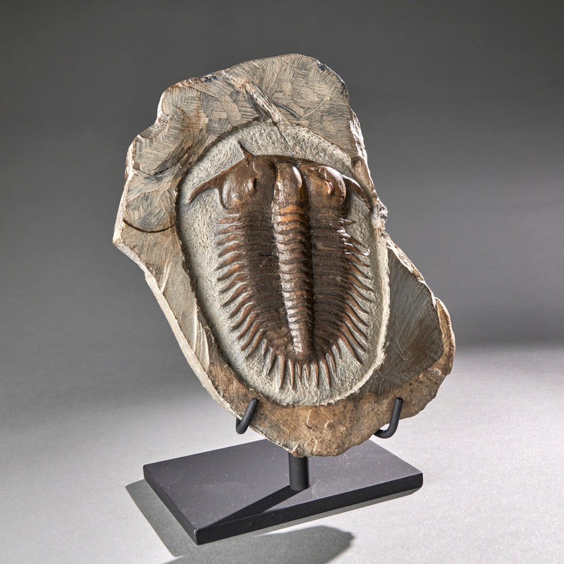 A Rare Asian Trilobite: Damsella paronai, Cambrian (500 myo), Shandong, China, a very large and fine example of a rare Asian trilobite. Matrix 5.9 x 4.5, specimen 3.7 x 3.1 in. Custom steel stand included. Shipping within th