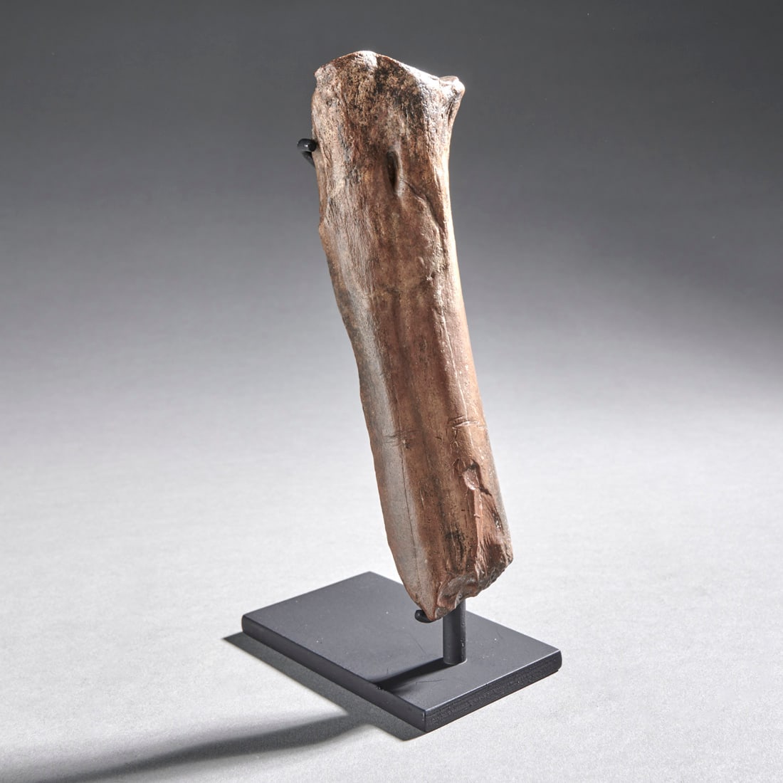 A Terror Bird Bone: Phorusrhacidae sp. ind., Pleistocene (2m - 10,000 ya), Uruguay, an exceptionally rare section of hollow leg bone from the near mythical carnivorous terror bird. Lg. 6 in. No restoration.Custom steel s