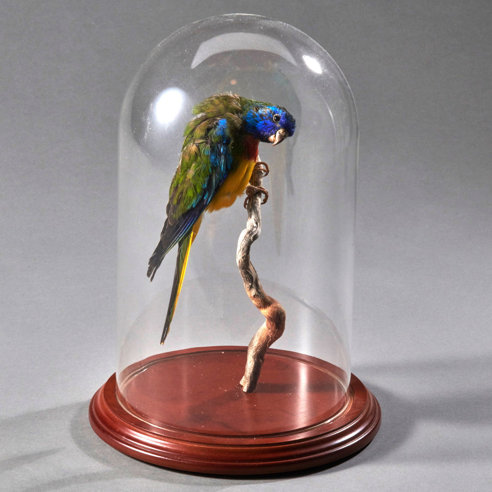 A Taxidermy bird: Scarlet breasted parrot sp., Central/ South Australia, 20th century, in good condition, mounted with glass dome and wood base. Ht. 6 1/2 in. As posed 16.5 cm. ht. of dome 9 3/4 in. 25 cm. Shipping wit