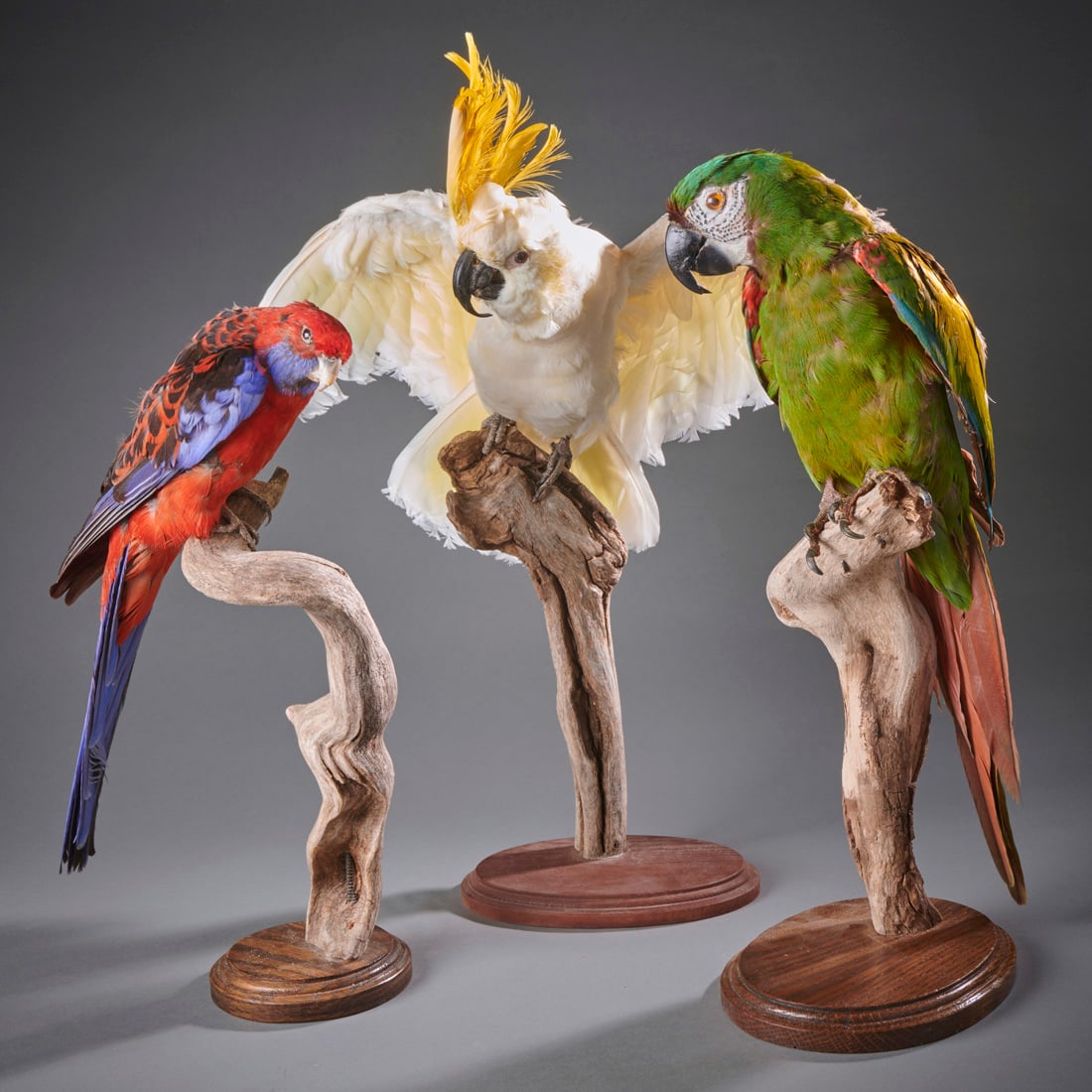 Three Taxidermy Bird Mounts: An interesting group of high quality mounts including Sulphur Crested Cockatoo, Military (?) Macaw, and a colorful parrot. Good condition. Ht. including base 19 in. Shipping within the continental U.S