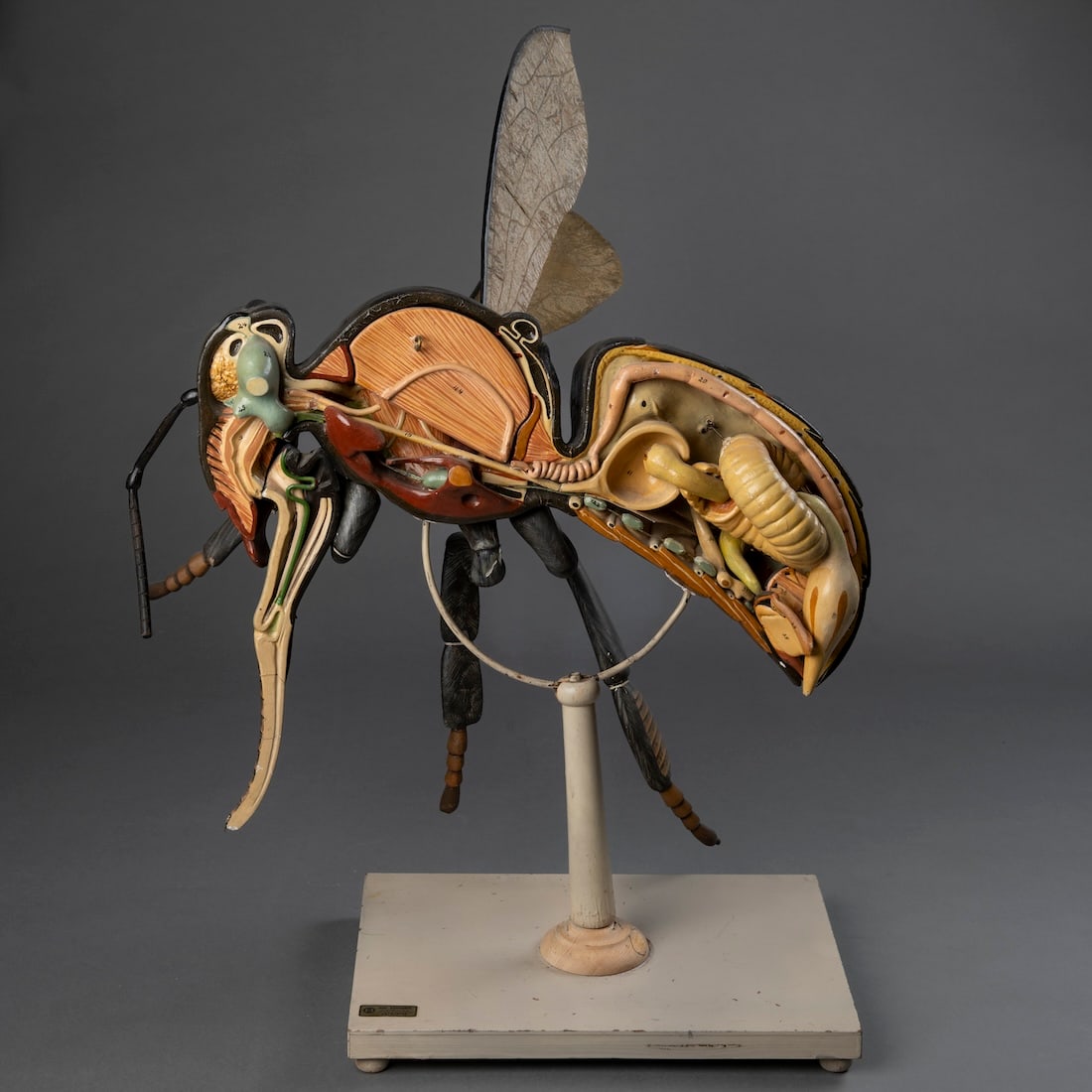 An Anatomical Model of a Fly: Aug. Bossaerts, Netherlands, 20th century, painted ceramic, papier-mâché, with makers label, "Aug. Bossaerts en Zoon p.v.b.a – Alg. Leermiddelenhandel – Antwerpen." With removable organs, number