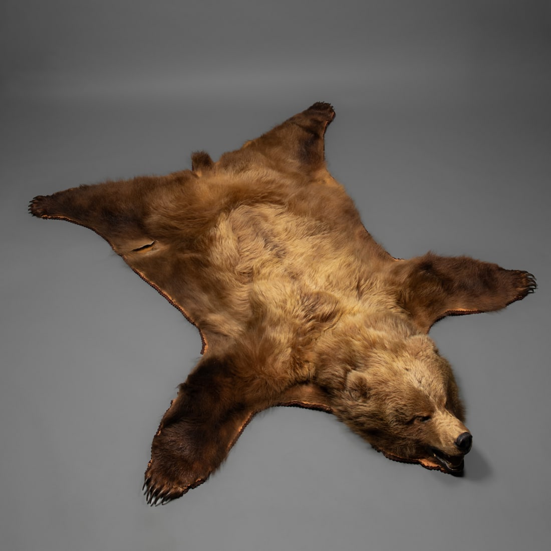 A Kodiak bear hide: A large floor covering made from a Kodiak bear, finely prepared by Jonas Bros. Taxidermy in Seattle, Washington. The hide displays thick golden-brown fur with darker highlights at the head and legs,