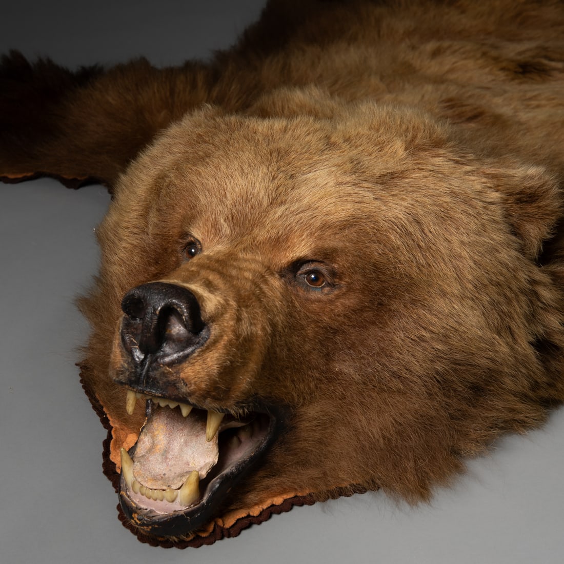 A Kodiak bear hide - 4