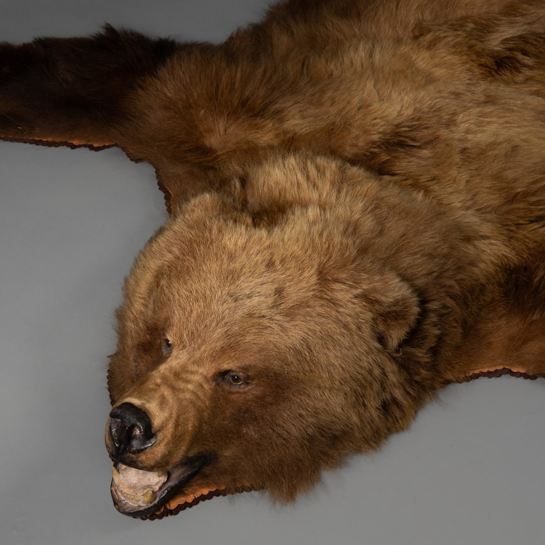 A Kodiak bear hide - 5