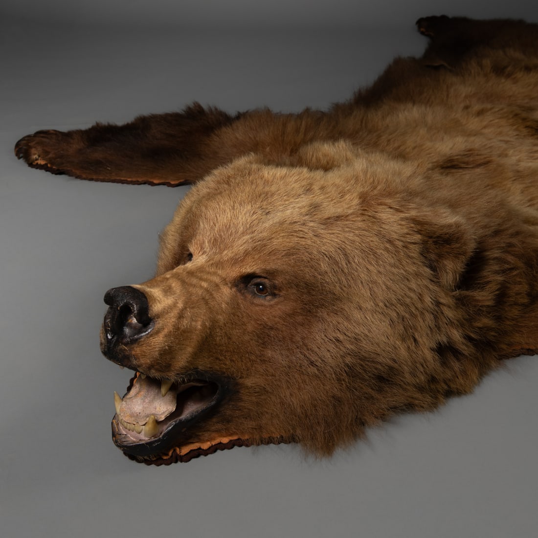 A Kodiak bear hide - 6
