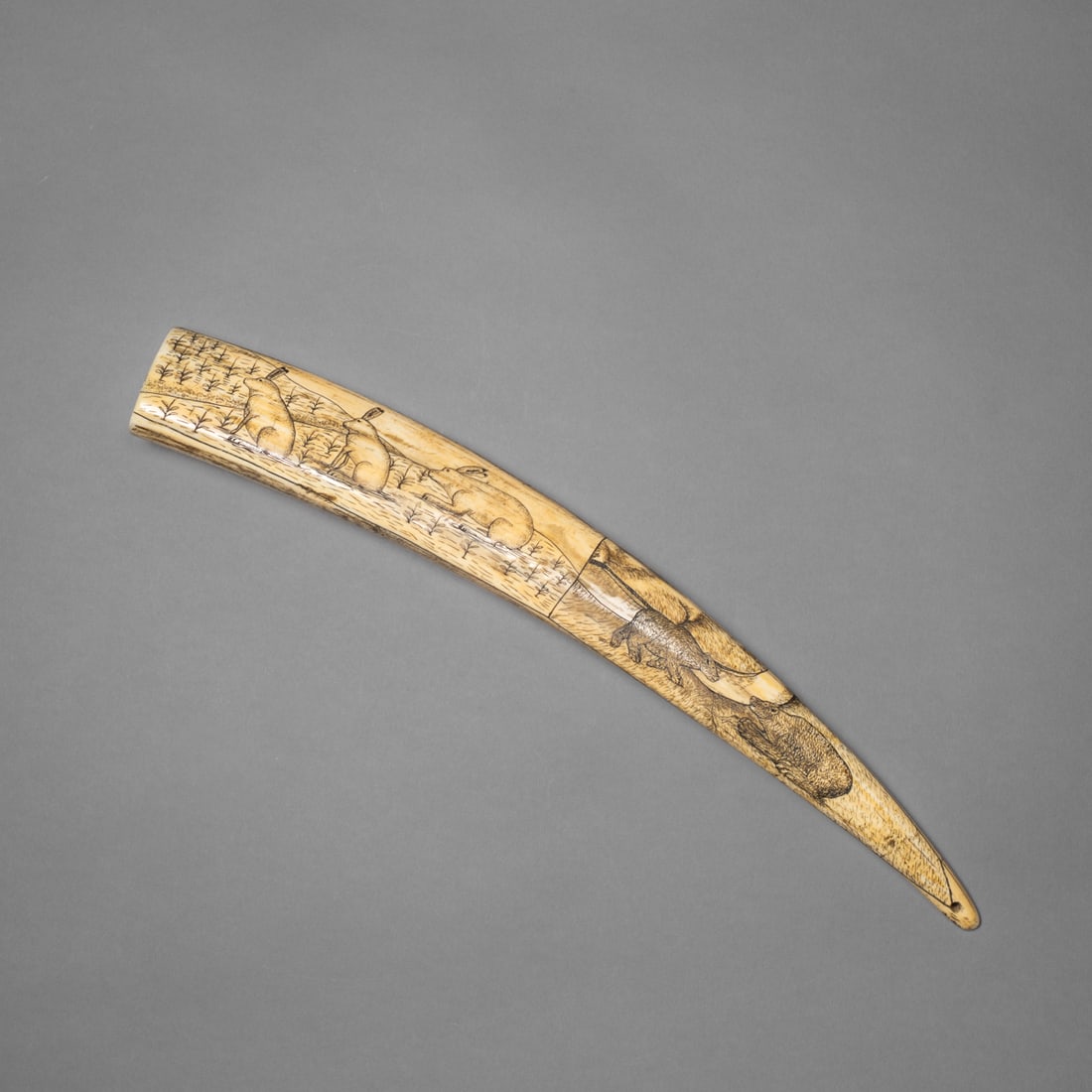 An Eskimo scrimshaw carving: Alaska, late 19th/early 20th century, two-sided, featuring finely incised scenes of Arctic wildlife and maritime life. On one side the central field depicts a pastoral landscape with four oxen