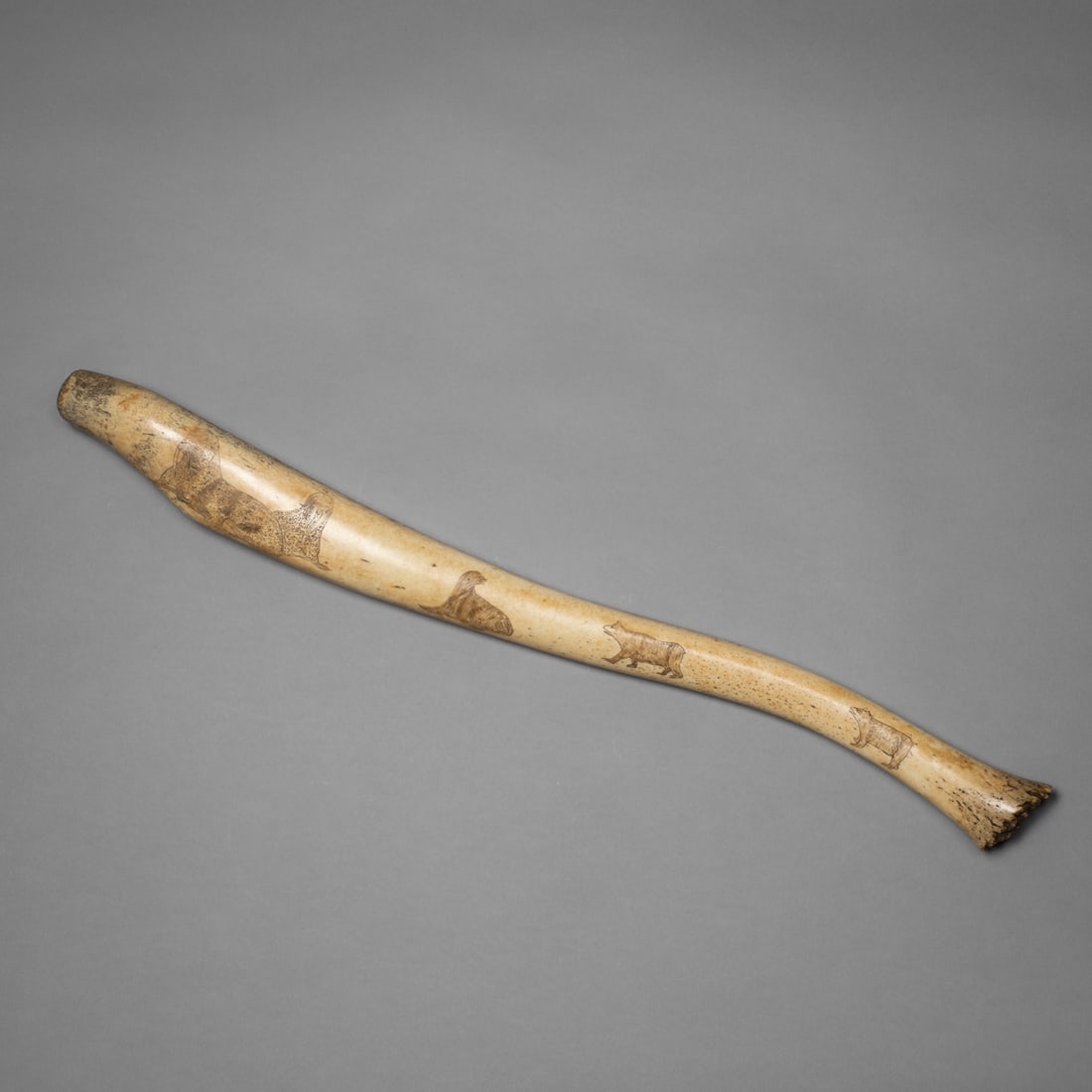 An engraved Eskimo Oosik club: Alaska, a finely engraved oosik depicting Arctic scenes including a walrus, seal, and bears. The surface is skillfully incised with delicate work, and the form retains its natural curvature and