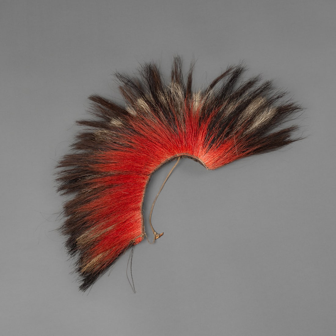 A Northern Plains roach - 2