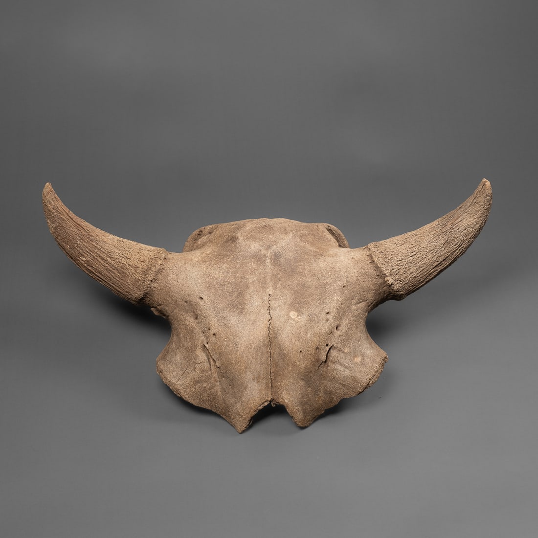A Buffalo skull (1 of 3)